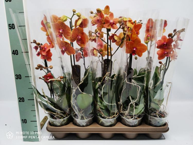 Phal 3-tak Phalaenova Mix 12/70