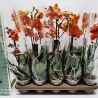 Phal 3-tak Phalaenova Mix 12/70 - IMG-f4e9a1966a51157bf842b946dca6b182-V