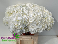 Hydr S Schneeball White 65 cm X5