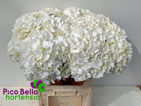 Hydr S Schneeball White 65 cm X5
