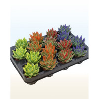 Echeveria Mix  508/10