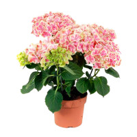 Hydrangea Pink 12/30