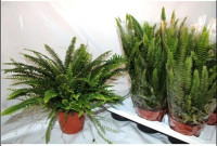 Nephrolepis Extra Green Lady 17/25