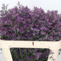 Limonium Safari Dark Blue Holland