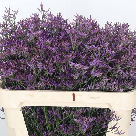 Limonium Safari Dark Blue Holland