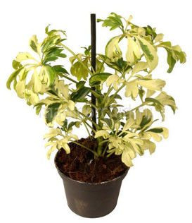 Schefflera Janine 9/20
