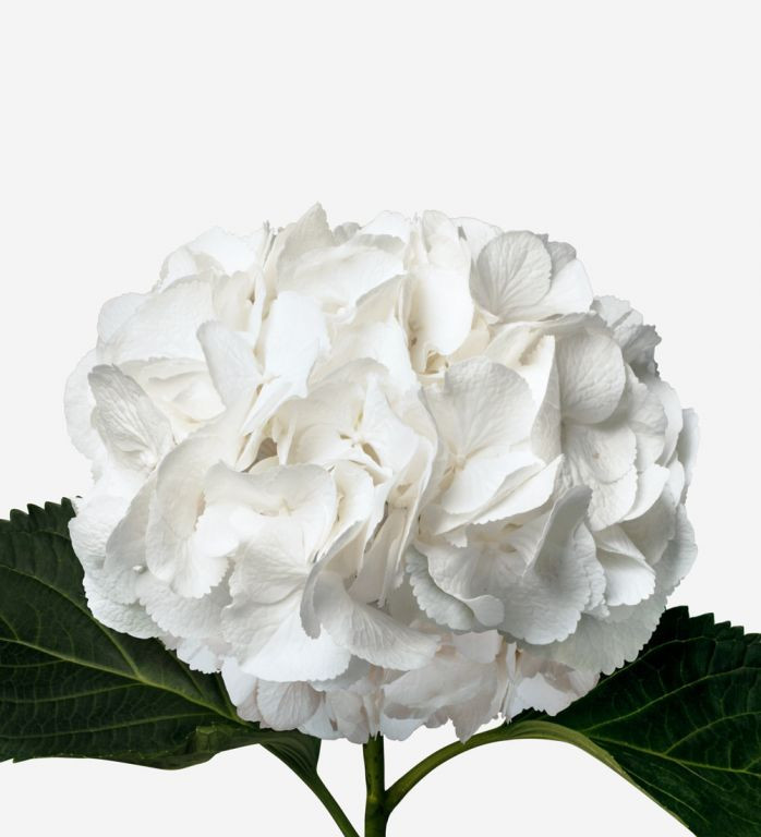 Zanted S White Art X10 Holland