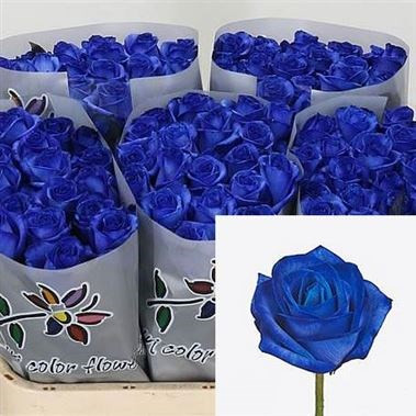 Rose Vendela Blue 70 sm