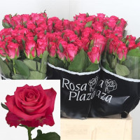 Rose Orchestra 50 sm