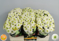 Chr Santini Doria White X25