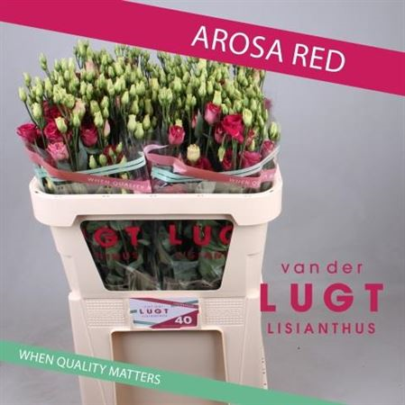 Eust G Arosa Red Van Der Lught