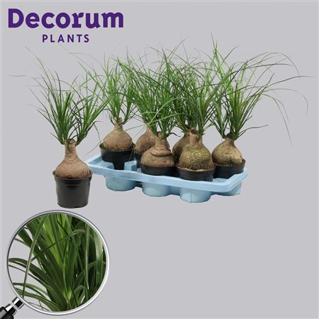 Beaucarnea Bol 14 Cm (decorum)