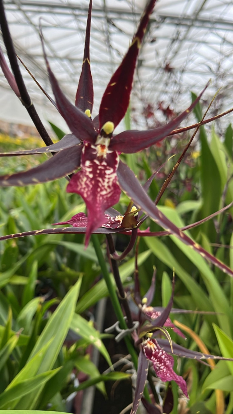 Brassia Paars 12/75