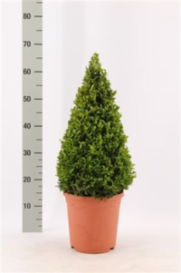 Buxus Semp Piramiden