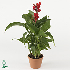 Canna 'kreta'