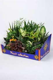 Planten MIX