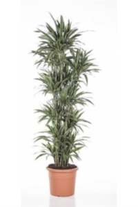Dracaena Warneckei Vertakt