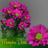 Chr T Memphis Dark X5