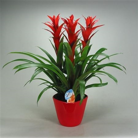 Guzmania Ostara Forma Rood