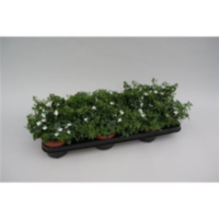 Lobelia Richardii Wit