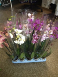 Phal 2-tak Duijnhove Decorum