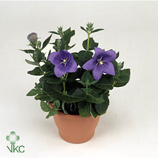 Platycodon Astra Blu 10/15