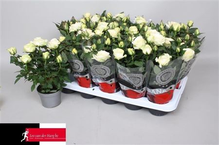 Rosa Grande Kordana Pearl White