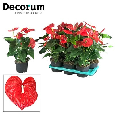 Anthurium Minnesota Decorum 17/60
