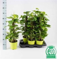 Epipremnum Mosstok 27/170