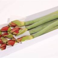 Hippeastrum S Ferrari 75 sm Holland - Hippeastrum Z Ferrari Holland