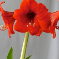 Hippeastrum S Ferrari 75 sm Holland - redlion
