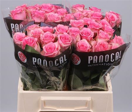 Rose Pink Shadow 50 sm