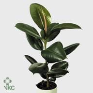 Ficus El Robusta 12/40 - A9575_H_1