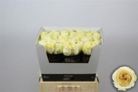 Phal 2-tak Fragrance Powdery 12/35