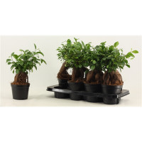 Fic Microcarpa Ginseng 14/35