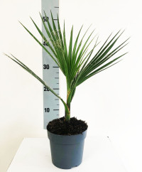 Washingtonia Filifer 22/120