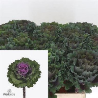 Brassica Elegance X5