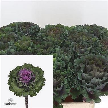 Brassica Elegance X5