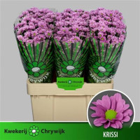 Chr Santini Aaa Krissi 50 см X25