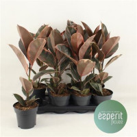 Ficus El Belize  14/5