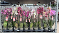 Phal 2-tak Levo Promiss Roze 12/55