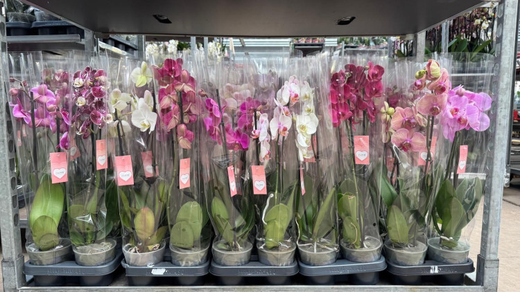 Phal 2-tak Levo Promiss Roze 12/55