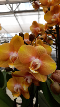 Phal 1-tak Wit Purple Pink Mix 12/80
