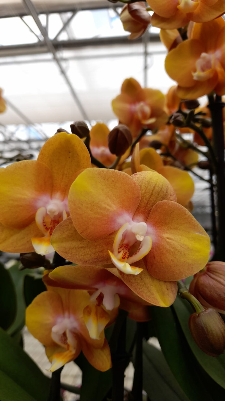 Phal 1-tak Wit Purple Pink Mix 12/80
