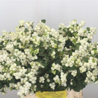 Sympho Mag White Dream 30 sm