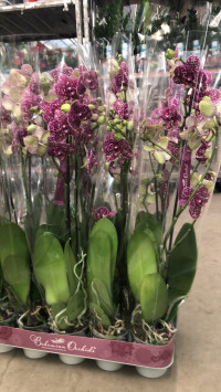 Phal 1-tak Wild-Cat Bohemian 12/80
