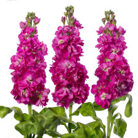 Matthiola Centum Rose X10