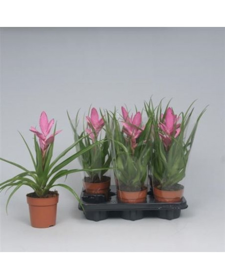 Tillandsia Antonio 12/45