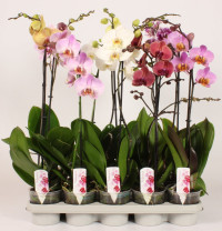 Phal A2 1-tak Piko Mix 12/70