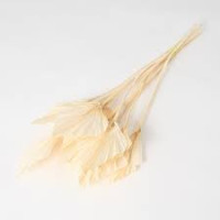 Df Palm Spear Small Bleached 40 cm Holland